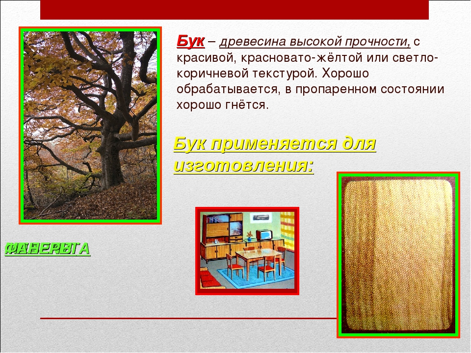 Благодаря дереву свойств. Бук характеристики древесины. Дерево с высокой прочностью. Ясень древесина характеристики. Особенности древесины бука.
