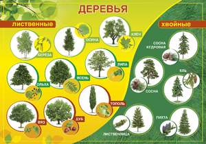Описание о деревья и кустарники