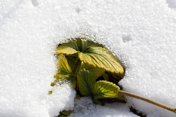 Благодаря оптическим свойствам снега почва под растениями, укрытыми снежным покрывалом, сильнее прогревается